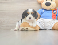 5 week old Cavalier King Charles Spaniel Puppy For Sale - Pilesgrove Pups