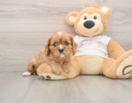 5 week old Cavalier King Charles Spaniel Puppy For Sale - Pilesgrove Pups