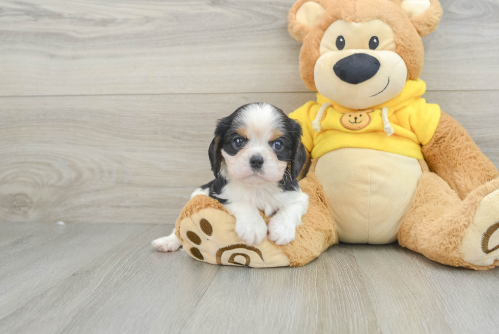 Best Cavalier King Charles Spaniel Baby