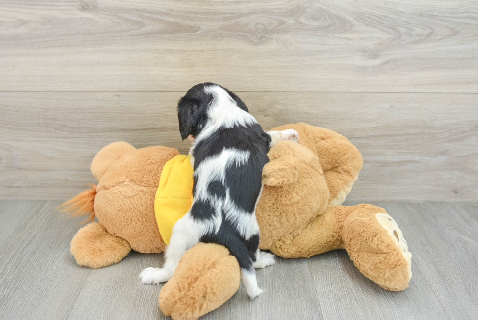 Cavalier King Charles Spaniel Pup Being Cute