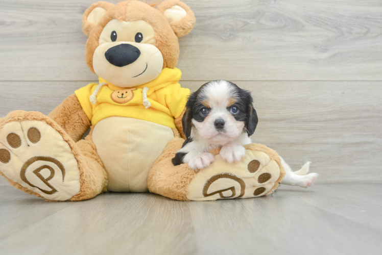 Best Cavalier King Charles Spaniel Baby