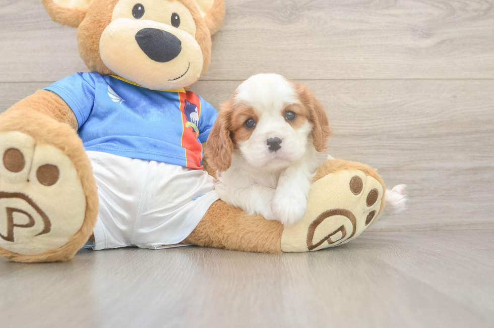 6 week old Cavalier King Charles Spaniel Puppy For Sale - Pilesgrove Pups