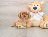 5 week old Cavalier King Charles Spaniel Puppy For Sale - Pilesgrove Pups