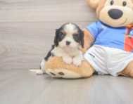 5 week old Cavalier King Charles Spaniel Puppy For Sale - Pilesgrove Pups