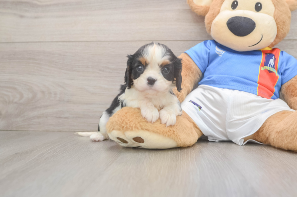 5 week old Cavalier King Charles Spaniel Puppy For Sale - Pilesgrove Pups