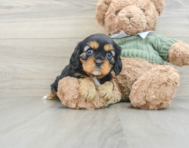 7 week old Cavalier King Charles Spaniel Puppy For Sale - Pilesgrove Pups