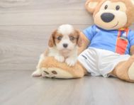 5 week old Cavalier King Charles Spaniel Puppy For Sale - Pilesgrove Pups