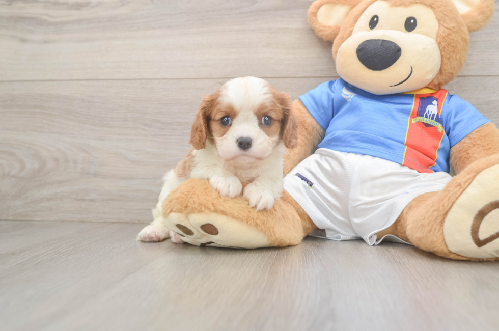 5 week old Cavalier King Charles Spaniel Puppy For Sale - Pilesgrove Pups