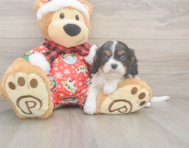 5 week old Cavalier King Charles Spaniel Puppy For Sale - Pilesgrove Pups