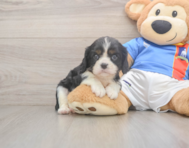 6 week old Cavalier King Charles Spaniel Puppy For Sale - Pilesgrove Pups