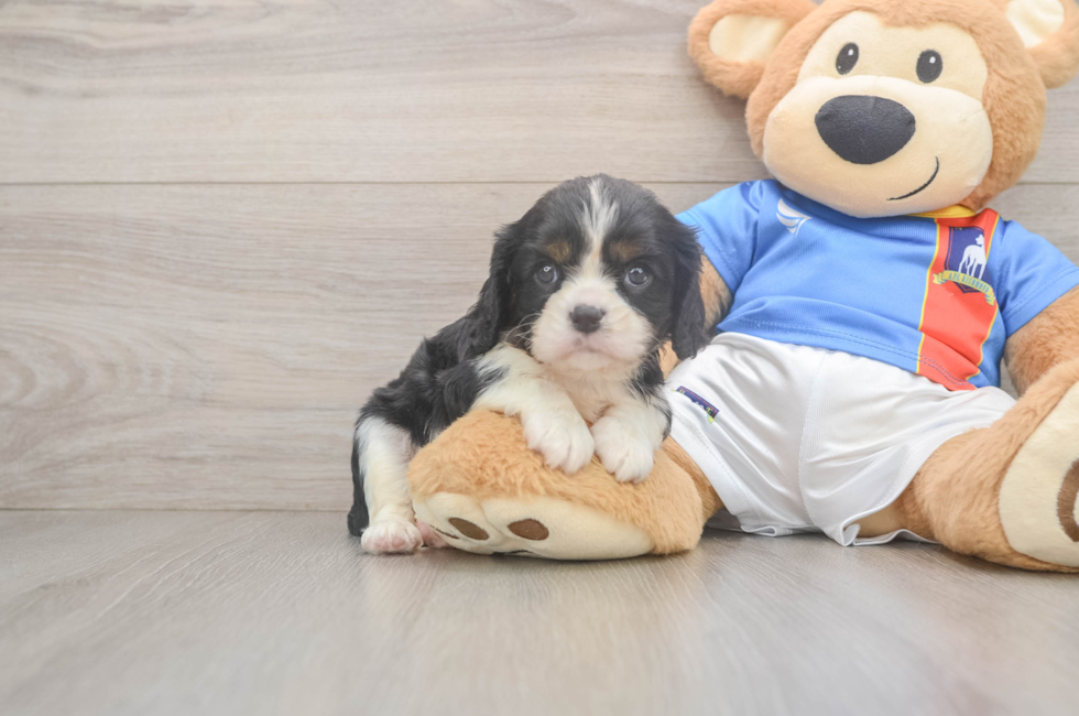 5 week old Cavalier King Charles Spaniel Puppy For Sale - Pilesgrove Pups