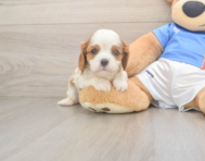 5 week old Cavalier King Charles Spaniel Puppy For Sale - Pilesgrove Pups