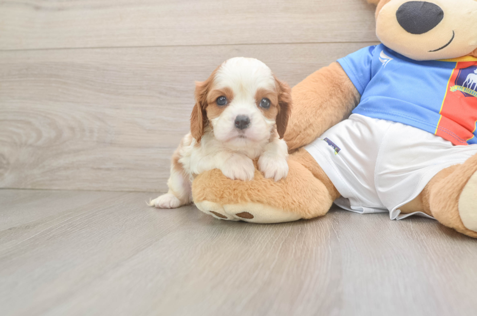 5 week old Cavalier King Charles Spaniel Puppy For Sale - Pilesgrove Pups