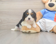 6 week old Cavalier King Charles Spaniel Puppy For Sale - Pilesgrove Pups