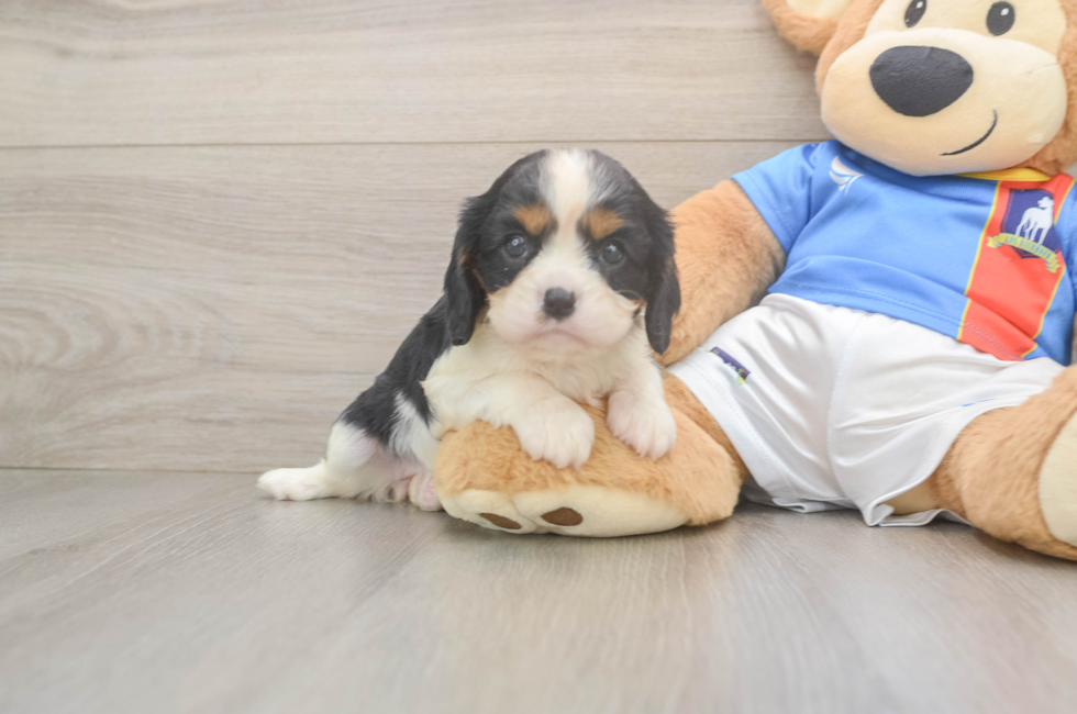 5 week old Cavalier King Charles Spaniel Puppy For Sale - Pilesgrove Pups