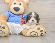 6 week old Cavalier King Charles Spaniel Puppy For Sale - Pilesgrove Pups