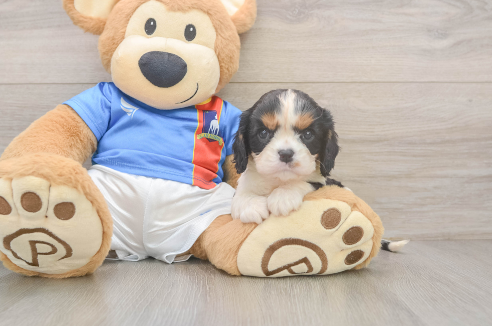 5 week old Cavalier King Charles Spaniel Puppy For Sale - Pilesgrove Pups