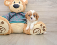 5 week old Cavalier King Charles Spaniel Puppy For Sale - Pilesgrove Pups
