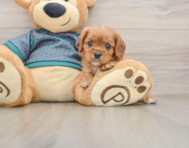 5 week old Cavalier King Charles Spaniel Puppy For Sale - Pilesgrove Pups