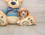 5 week old Cavalier King Charles Spaniel Puppy For Sale - Pilesgrove Pups