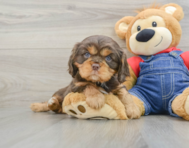 5 week old Cavalier King Charles Spaniel Puppy For Sale - Pilesgrove Pups