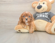 5 week old Cavalier King Charles Spaniel Puppy For Sale - Pilesgrove Pups