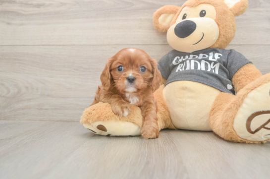 5 week old Cavalier King Charles Spaniel Puppy For Sale - Pilesgrove Pups Best Cavalier King Charles Spaniel Baby