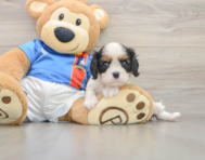 5 week old Cavalier King Charles Spaniel Puppy For Sale - Pilesgrove Pups