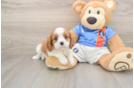 Cavalier King Charles Spaniel Pup Being Cute