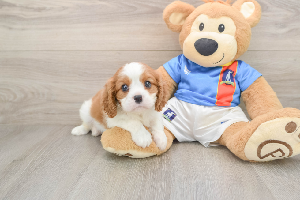 Cavalier King Charles Spaniel Pup Being Cute