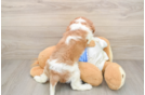 Cavalier King Charles Spaniel Puppy for Adoption