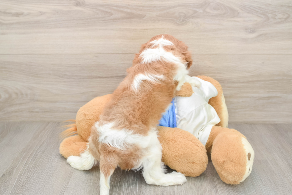 Cavalier King Charles Spaniel Puppy for Adoption