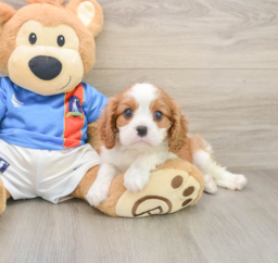 6 week old Cavalier King Charles Spaniel Puppy For Sale - Pilesgrove Pups