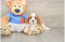 Cavalier King Charles Spaniel Pup Being Cute