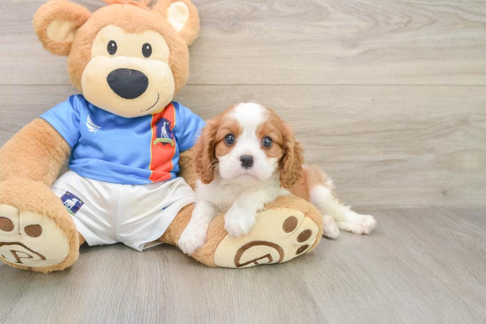 Cavalier King Charles Spaniel Pup Being Cute