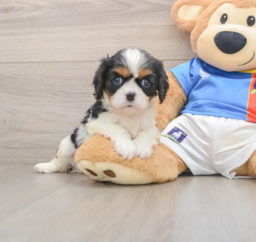 6 week old Cavalier King Charles Spaniel Puppy For Sale - Pilesgrove Pups