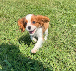 13 week old Cavalier King Charles Spaniel Puppy For Sale - Pilesgrove Pups