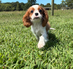 13 week old Cavalier King Charles Spaniel Puppy For Sale - Pilesgrove Pups