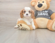 7 week old Cavalier King Charles Spaniel Puppy For Sale - Pilesgrove Pups