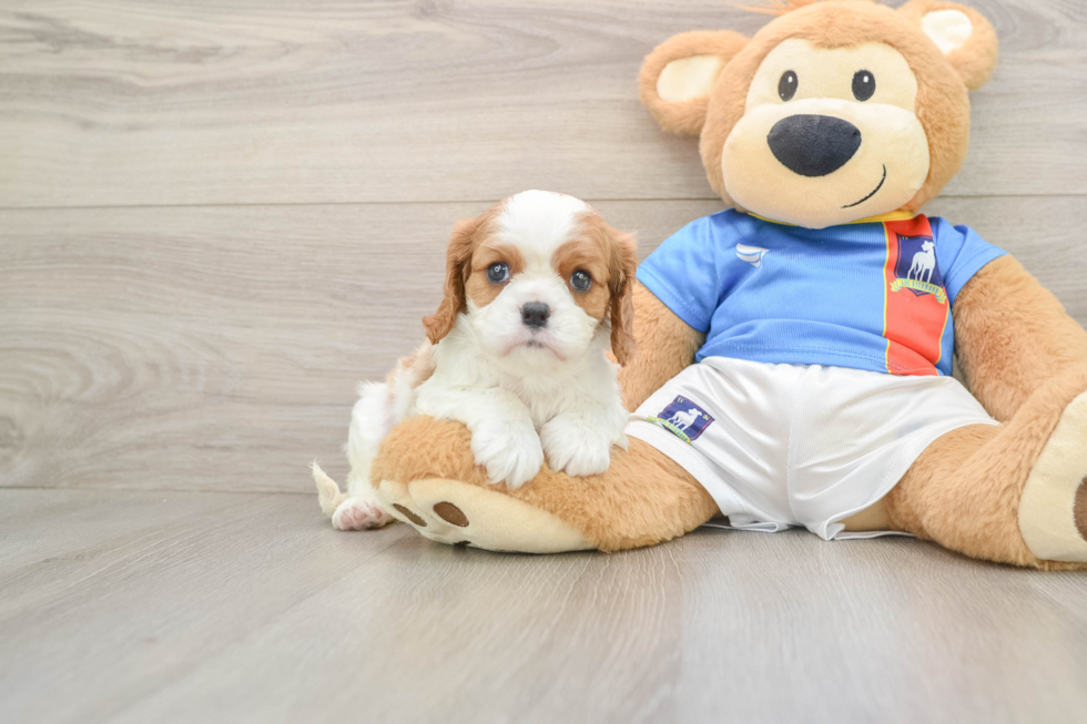 Akc Registered Cavalier King Charles Spaniel Purebred Pup