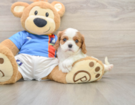 5 week old Cavalier King Charles Spaniel Puppy For Sale - Pilesgrove Pups