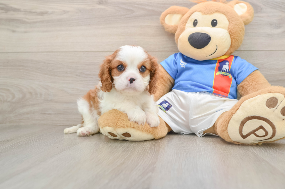Cavalier King Charles Spaniel Puppy for Adoption