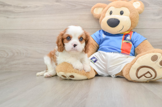 TILLY, a Cavalier King Charles Spaniel littermate