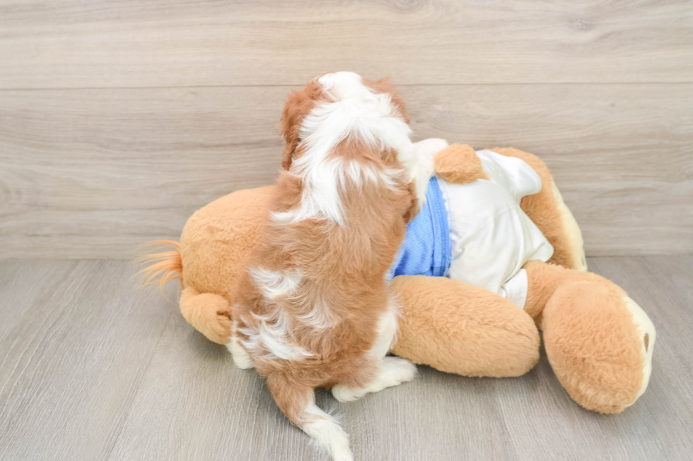 Cavalier King Charles Spaniel Pup Being Cute