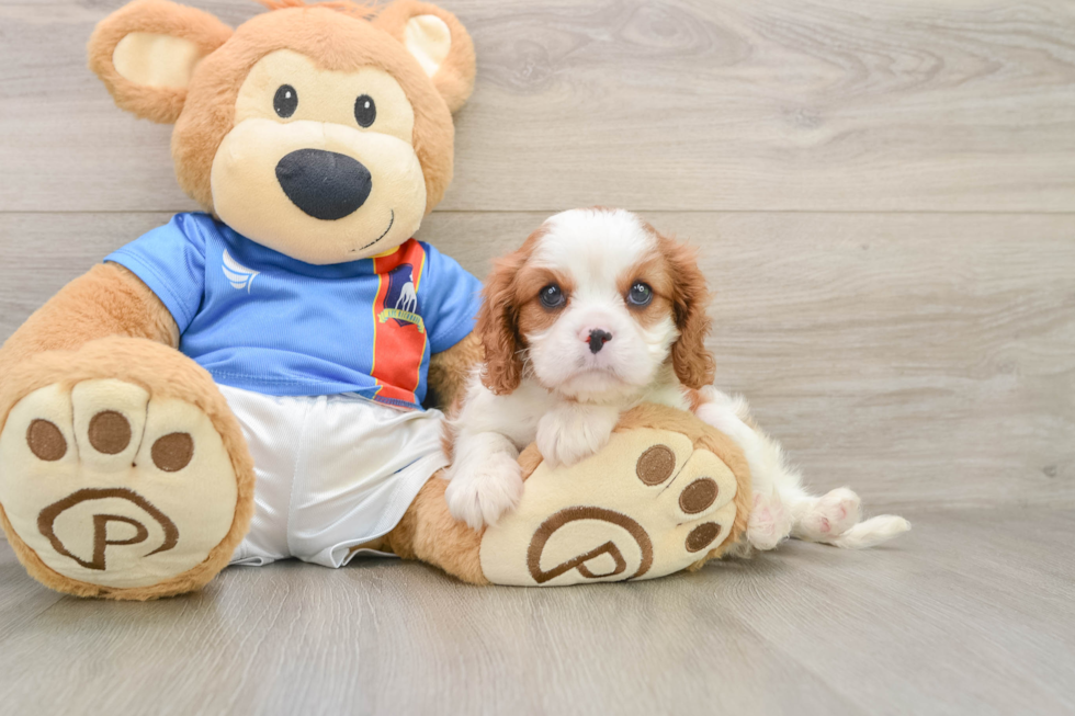 Hypoallergenic Cavalier King Charles Spaniel Baby
