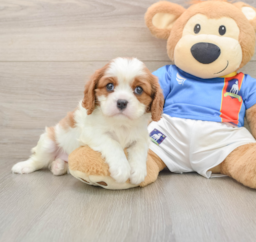5 week old Cavalier King Charles Spaniel Puppy For Sale - Pilesgrove Pups