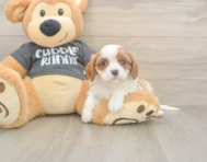 5 week old Cavalier King Charles Spaniel Puppy For Sale - Pilesgrove Pups