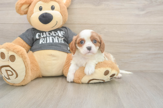 5 week old Cavalier King Charles Spaniel Puppy For Sale - Pilesgrove Pups Cavalier King Charles Spaniel Pup Being Cute