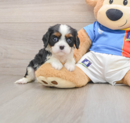 5 week old Cavalier King Charles Spaniel Puppy For Sale - Pilesgrove Pups