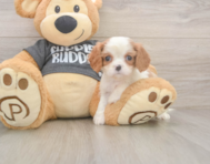 7 week old Cavalier King Charles Spaniel Puppy For Sale - Pilesgrove Pups